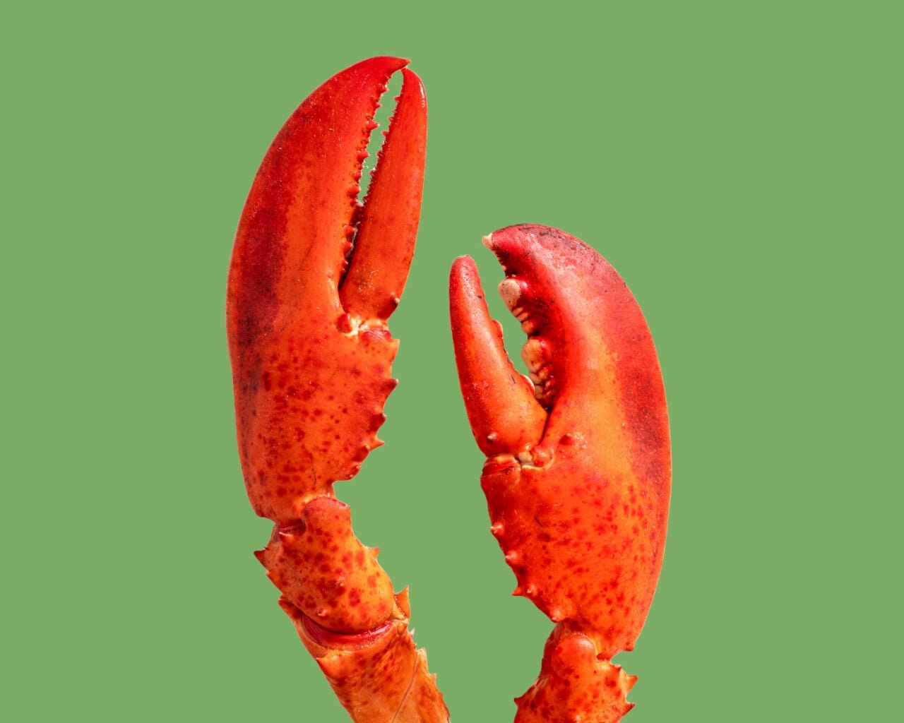 lobster claws