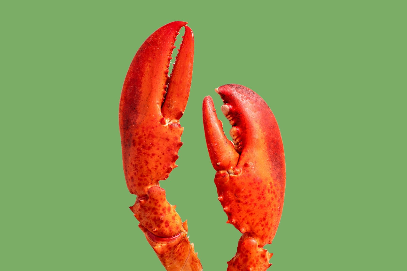 lobster claws