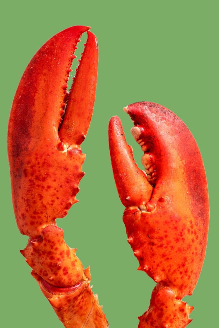 lobster claws
