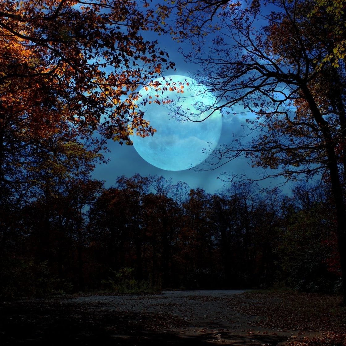 Trees In Forest Against Sky At Night - stock photo