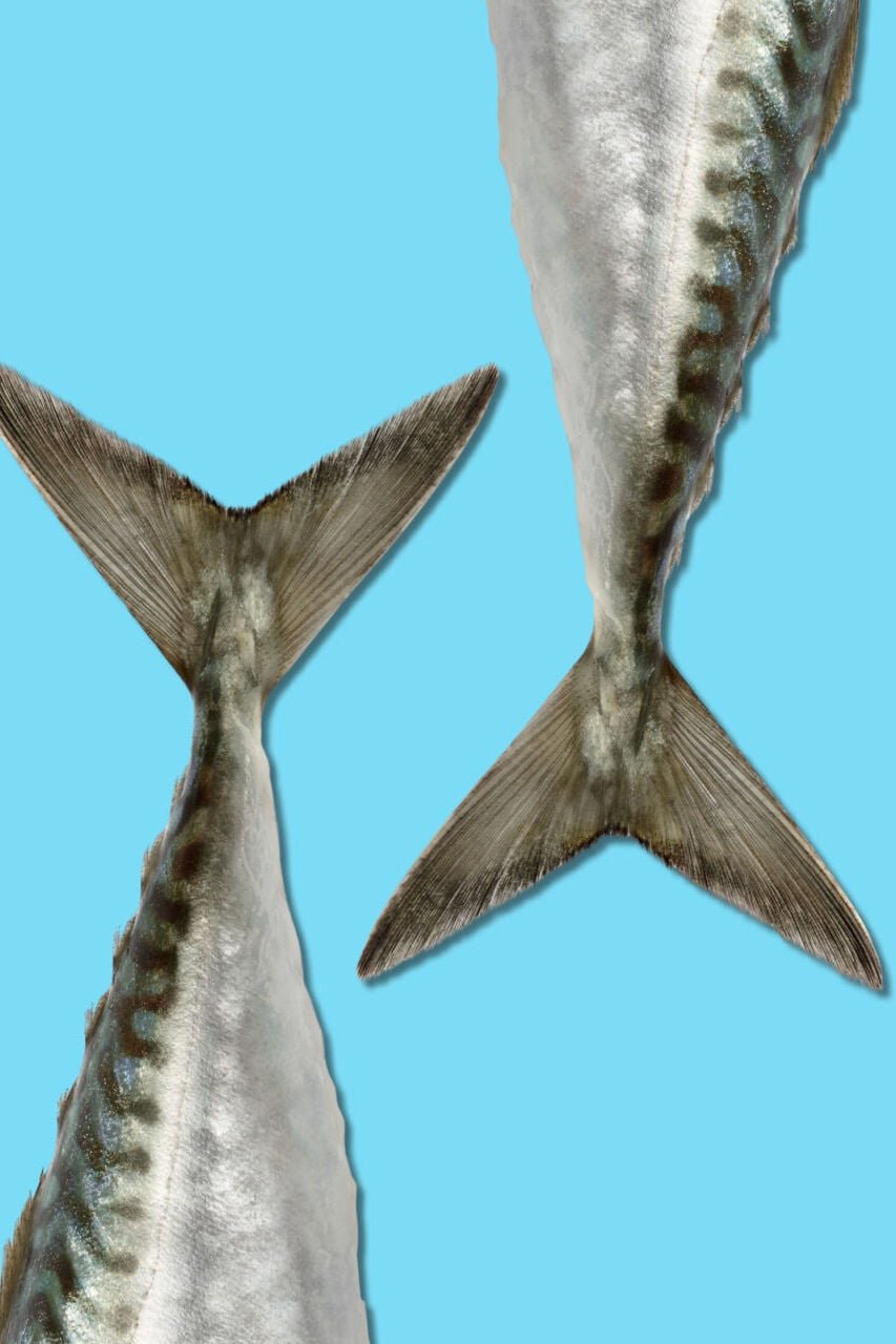 Two fish tails against a blue background