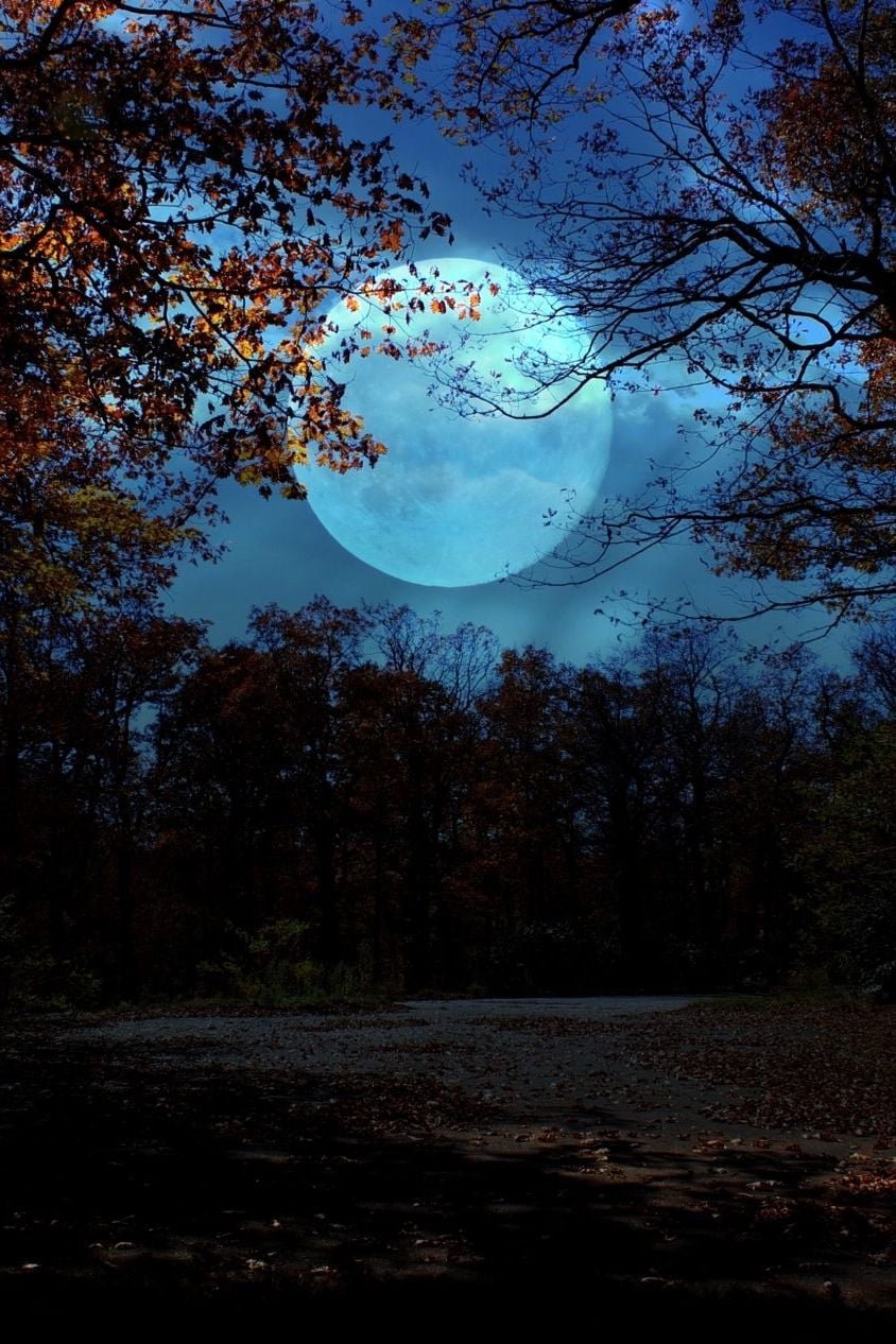 Trees In Forest Against Sky At Night - stock photo