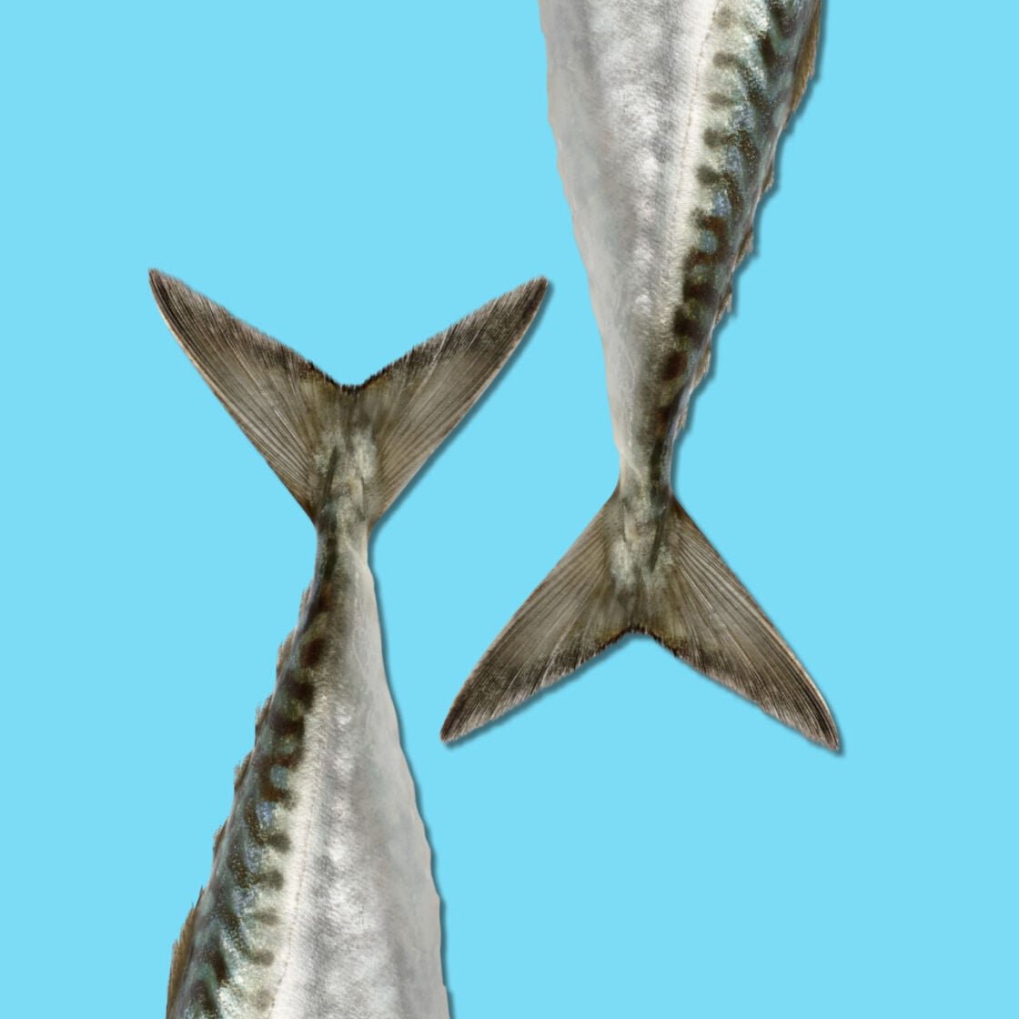 Two fish tails against a blue background