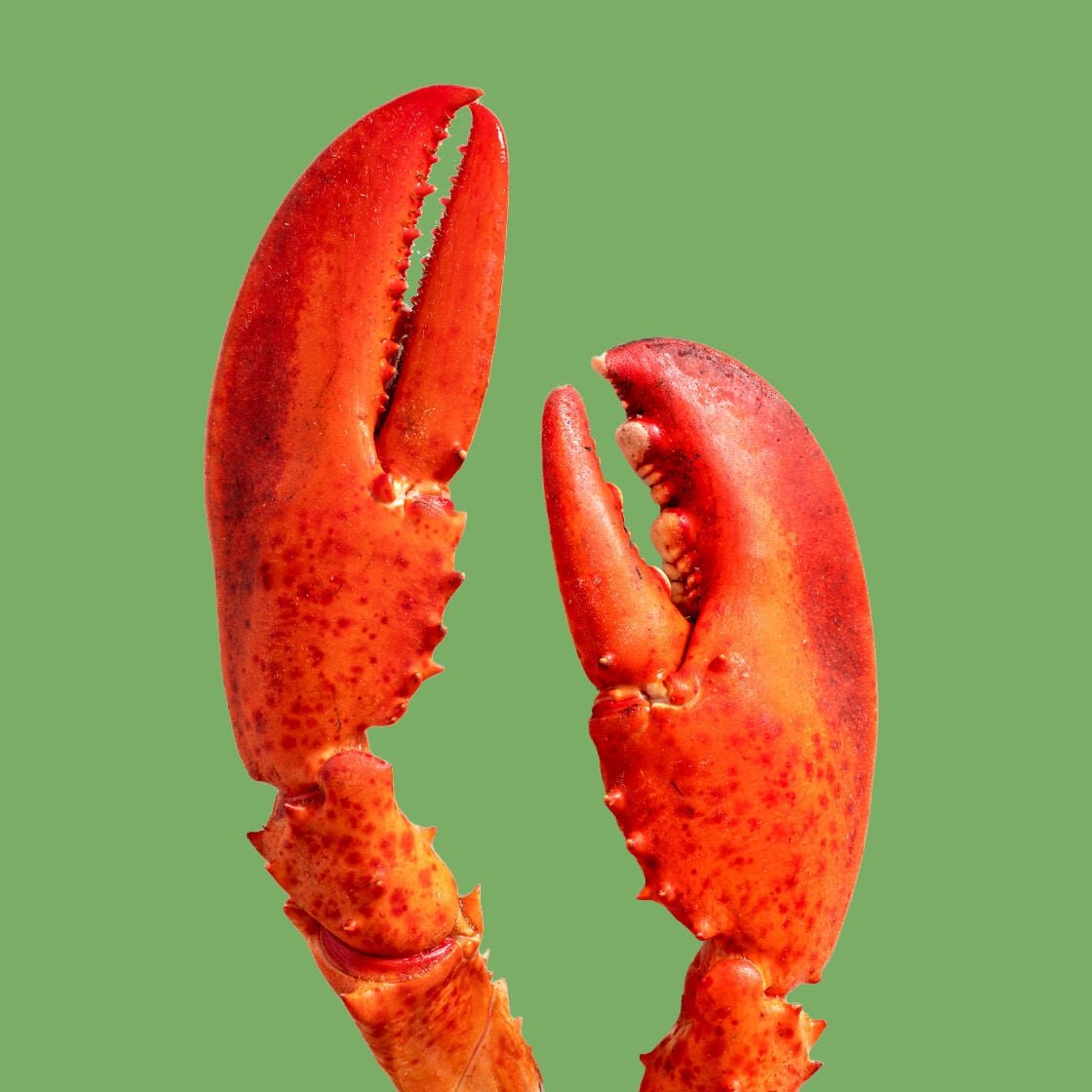 lobster claws